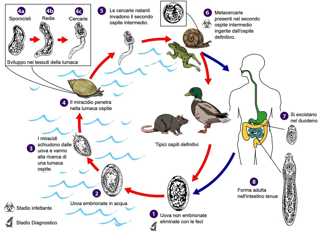 Ciclo vitale di Echinostoma spp.