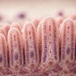 Effetti della celiachia sulla salute e sul sistema immunitario
