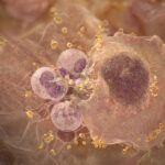 Epossiosilipine: lo stop naturale all'infiammazione