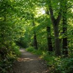 L'effetto terapeutico del verde