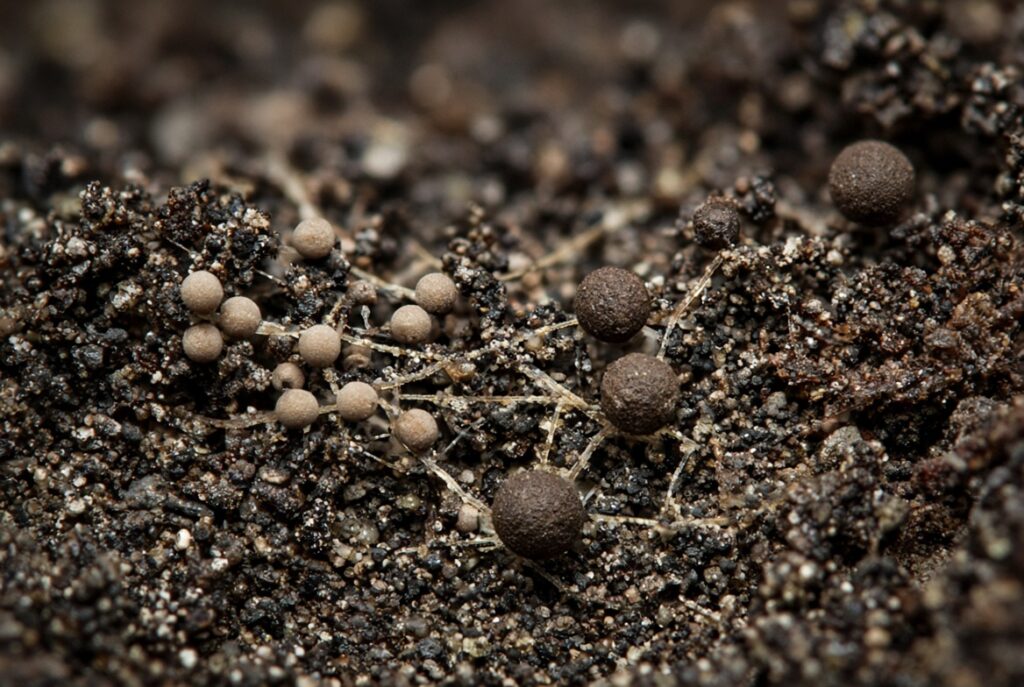 Qual è il ruolo dei funghi nella dormienza microbica
