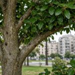 Lotta biologica in sperimentazione a Bari