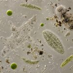 Cosa vede davvero un microbiologo dentro una goccia d'acqua