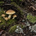 Il confine tra fungo utile e fungo problematico