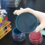 In che modo si identifica un batterio in laboratorio