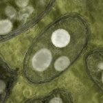 Batteri che costruiscono plastica biodegradabile