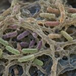 Dentro un biofilm: un ecosistema quasi impossibile da vedere